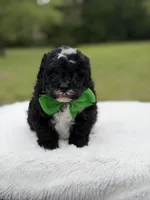 Duke , a male Miniature Bernedoodle for sale in Mayfield, KY – 5 of 9