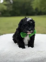 Duke , a male Miniature Bernedoodle for sale in Mayfield, KY – 7 of 9