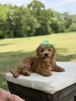 Wiggles, a female Miniature Goldendoodle for sale in Mayfield, KY – 9 of 10