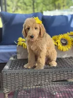 Dora, a female Goldendoodle for sale in Mayfield, KY – 3 of 10