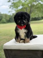 Winston , a male Miniature Aussiedoodle for sale in Mayfield, KY – 8 of 10