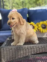 Diva, a female Goldendoodle for sale in Mayfield, KY – 8 of 10