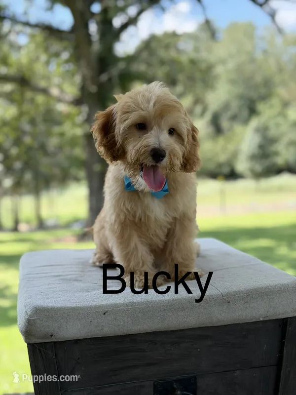 Bucky – Miniature Goldendoodle puppy for sale in Mayfield, KY