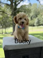 Bucky, a male Miniature Goldendoodle for sale in Mayfield, KY – 1 of 10