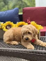 Aiden, a male Miniature Goldendoodle for sale in Mayfield, KY – 9 of 10
