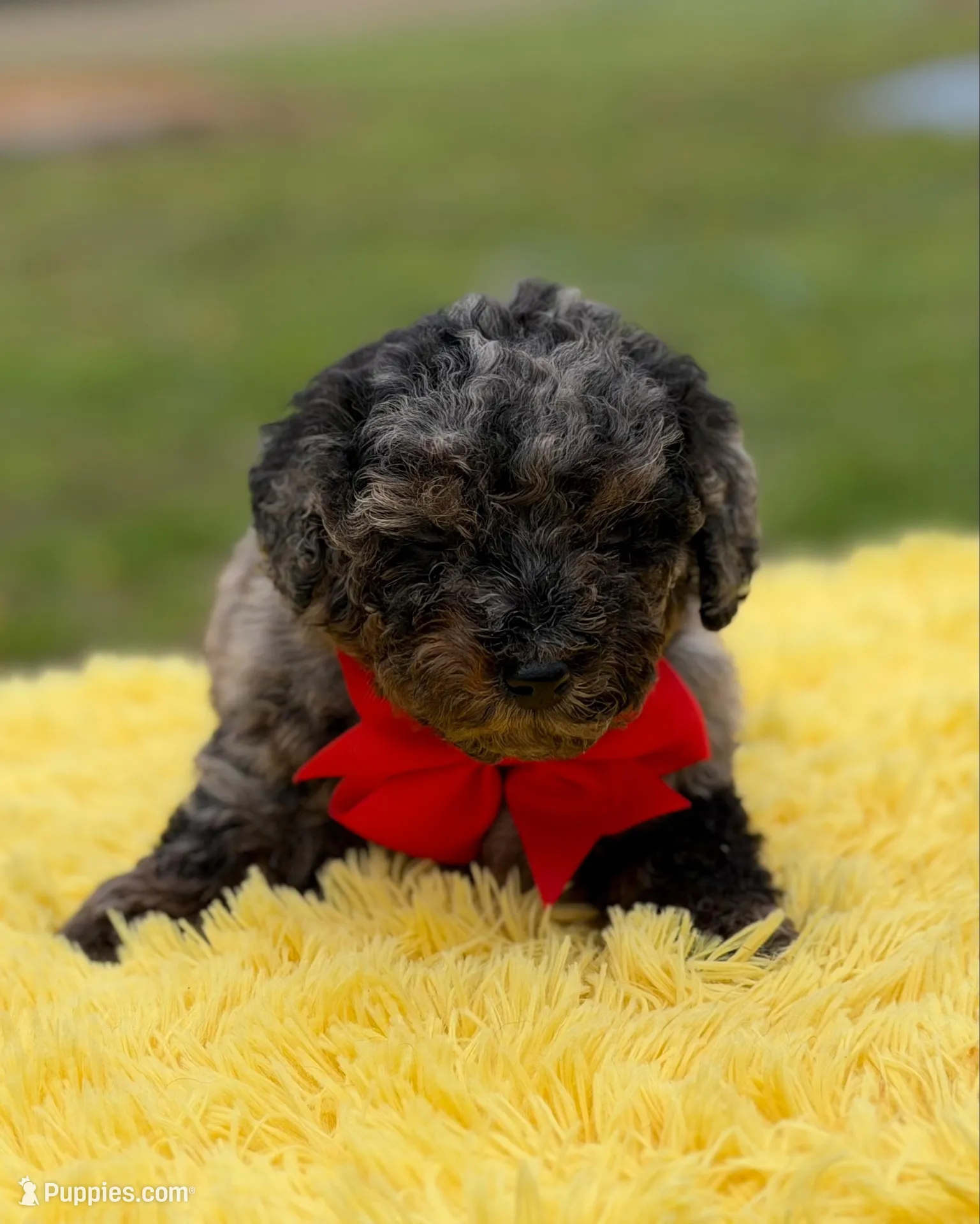 Prince, a male Miniature Bernedoodle for sale in Mayfield, KY – Photo 2 of 9