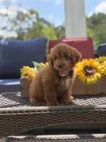 Buzz, a male Miniature Goldendoodle for sale in Mayfield, KY – 6 of 10