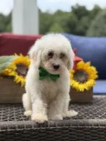Asher, a male Miniature Goldendoodle for sale in Mayfield, KY – 3 of 10
