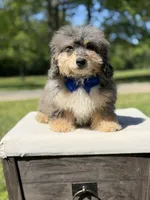 Thor, a male Miniature Bernedoodle for sale in Mayfield, KY – 8 of 10