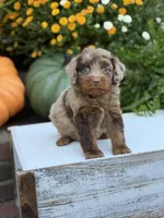 Eli, a male Miniature Aussiedoodle for sale in Mayfield, KY – 8 of 10