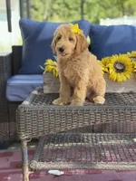 Dora, a female Goldendoodle for sale in Mayfield, KY – 5 of 10