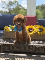 Boo, a male Miniature Goldendoodle for sale in Mayfield, KY – 3 of 10