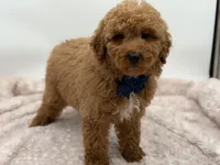 Jack, a male Miniature Goldendoodle for sale in Mayfield, KY – Photo 6 of 10