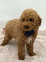 Jack, a male Miniature Goldendoodle for sale in Mayfield, KY – Photo 3 of 10