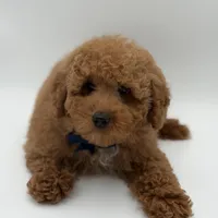 Jack, a male Miniature Goldendoodle for sale in Mayfield, KY – Photo 5 of 10