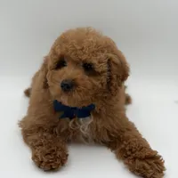 Jack, a male Miniature Goldendoodle for sale in Mayfield, KY – Photo 3 of 10