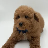 Jack, a male Miniature Goldendoodle for sale in Mayfield, KY – Photo 4 of 10