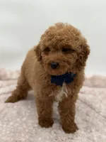 Jack, a male Miniature Goldendoodle for sale in Mayfield, KY – Photo 2 of 10