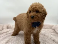 Jack, a male Miniature Goldendoodle for sale in Mayfield, KY – Photo 4 of 10