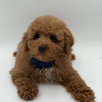 Jack, a male Miniature Goldendoodle for sale in Mayfield, KY – Photo 2 of 10