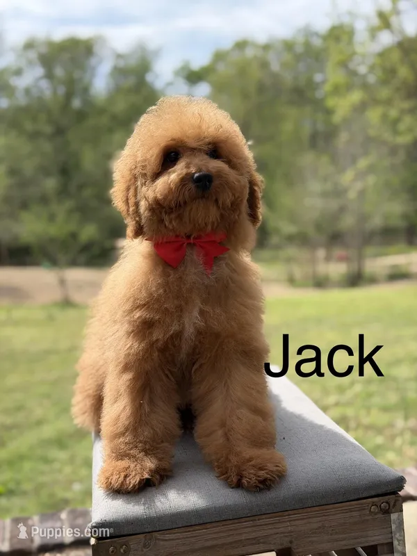 Jack – Miniature Goldendoodle puppy for sale in Mayfield, KY