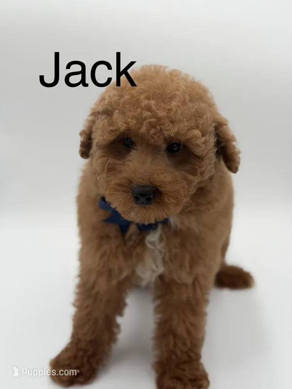 Jack