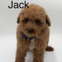 Jack, a male Miniature Goldendoodle for sale in Mayfield, KY – Photo 1 of 10