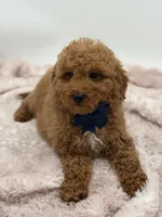 Jack, a male Miniature Goldendoodle for sale in Mayfield, KY – Photo 7 of 10