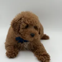 Jack, a male Miniature Goldendoodle for sale in Mayfield, KY – Photo 9 of 10