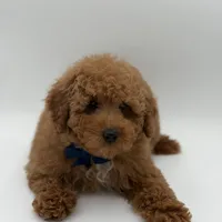 Jack, a male Miniature Goldendoodle for sale in Mayfield, KY – Photo 10 of 10