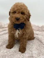 Jack, a male Miniature Goldendoodle for sale in Mayfield, KY – Photo 9 of 10