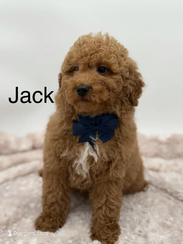 Jack
