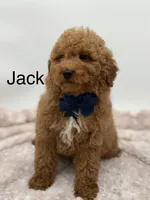 Jack, a male Miniature Goldendoodle for sale in Mayfield, KY – Photo 1 of 10