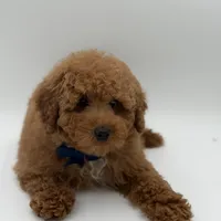 Jack, a male Miniature Goldendoodle for sale in Mayfield, KY – Photo 7 of 10