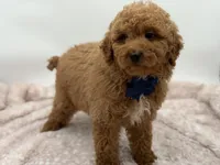 Jack, a male Miniature Goldendoodle for sale in Mayfield, KY – Photo 5 of 10