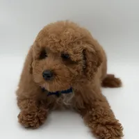 Jack, a male Miniature Goldendoodle for sale in Mayfield, KY – Photo 8 of 10