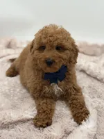 Jack, a male Miniature Goldendoodle for sale in Mayfield, KY – Photo 8 of 10