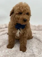 Jack, a male Miniature Goldendoodle for sale in Mayfield, KY – Photo 10 of 10