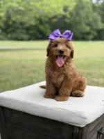 Whitney, a female Miniature Goldendoodle for sale in Mayfield, KY – 2 of 10