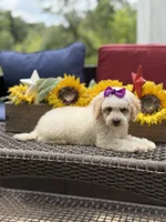 Aubrey, a female Miniature Goldendoodle for sale in Mayfield, KY – 2 of 10