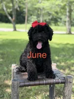 June , a female Miniature Bernedoodle for sale in Mayfield, KY – 1 of 10