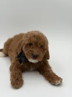 Geo , a male Miniature Goldendoodle for sale in Mayfield, KY – Photo 8 of 10