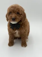 Geo , a male Miniature Goldendoodle for sale in Mayfield, KY – Photo 6 of 10