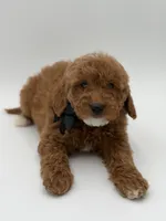 Geo , a male Miniature Goldendoodle for sale in Mayfield, KY – Photo 10 of 10