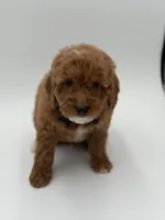 Geo , a male Miniature Goldendoodle for sale in Mayfield, KY – Photo 4 of 10