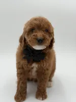 Geo , a male Miniature Goldendoodle for sale in Mayfield, KY – Photo 5 of 10