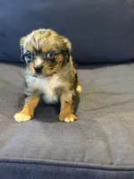 Tally , a female Aussalier for sale in Mayfield, KY – 4 of 10