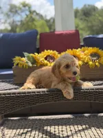 Bucky, a male Miniature Goldendoodle for sale in Mayfield, KY – 2 of 9