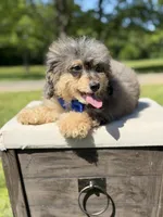 Thor, a male Miniature Bernedoodle for sale in Mayfield, KY – 3 of 10