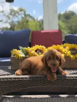 Buzz, a male Miniature Goldendoodle for sale in Mayfield, KY – 9 of 10